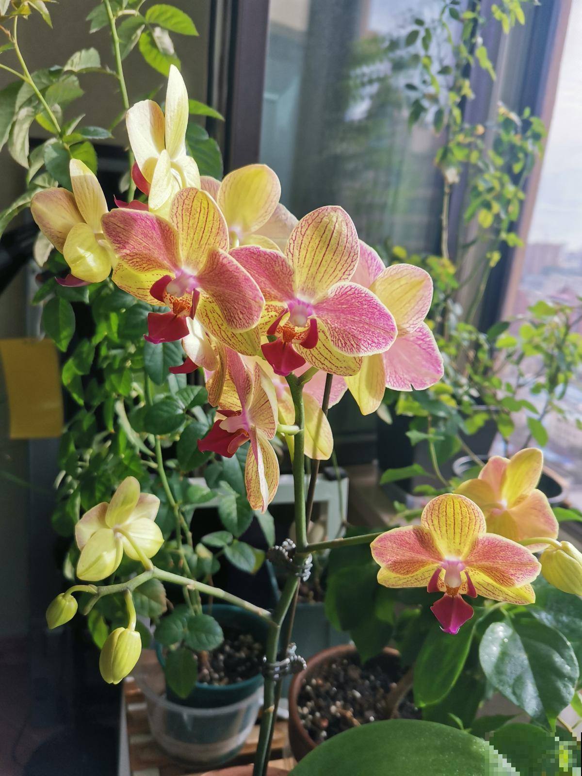 喜欢养兰的花友，4种兰花不可或缺，开花漂亮自带贵气