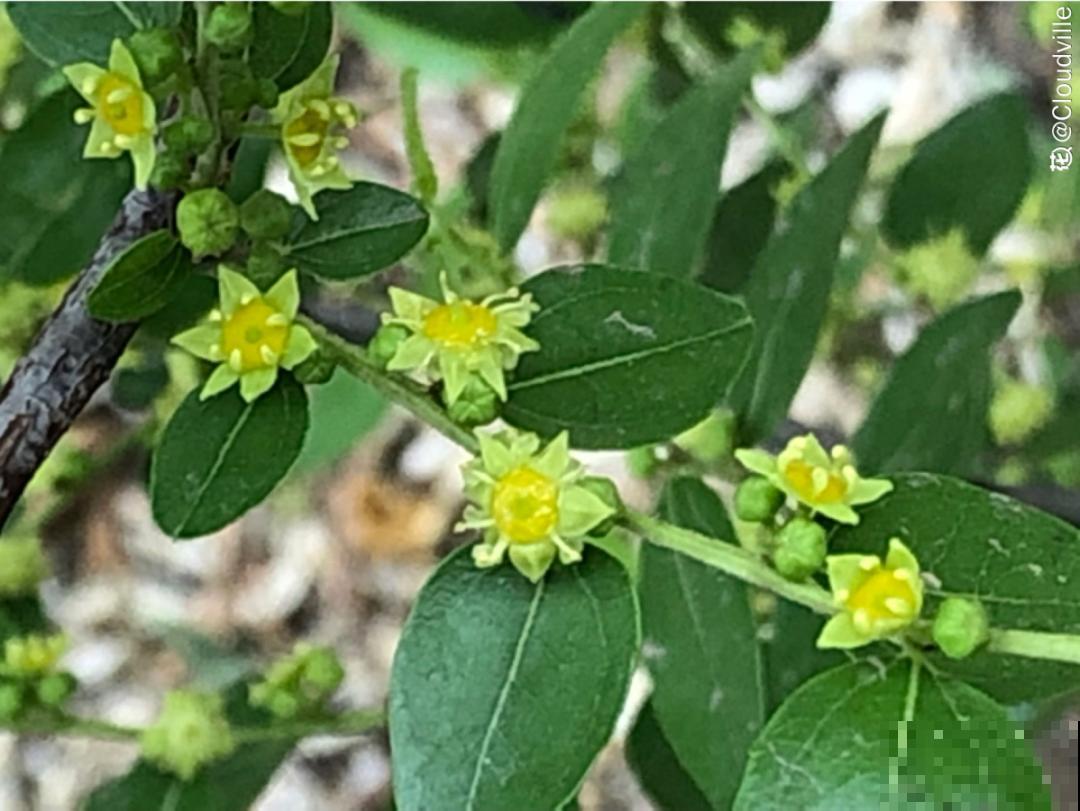 院子里种棵守家果树,镇宅风水好,旺人旺家 院子里种棵守家果树,镇宅风水好,旺人旺家