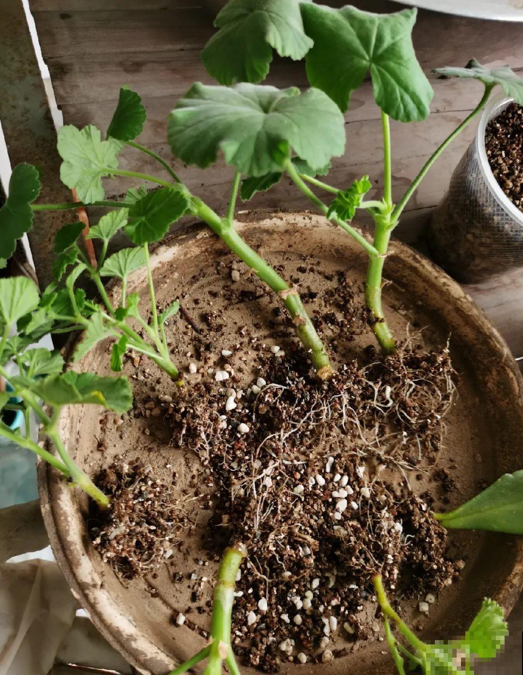 你扔的花,我捡回家,半个月起死回生! 你扔的花,我捡回家,半个月起死回生!