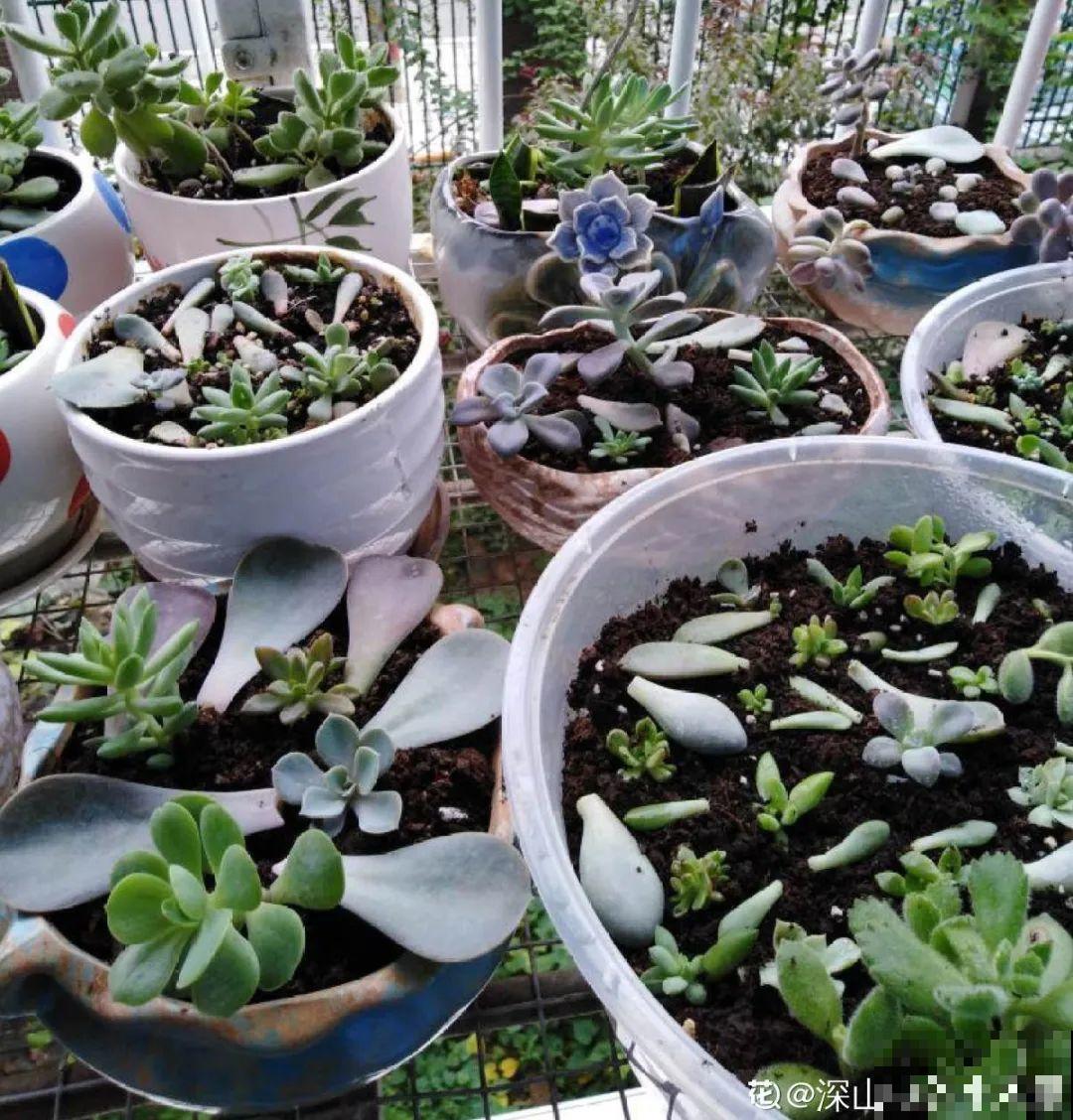 公认难养的花,养一盆死一盆,从来没有养活过! 公认难养的花,养一盆死一盆,从来没有养活过!