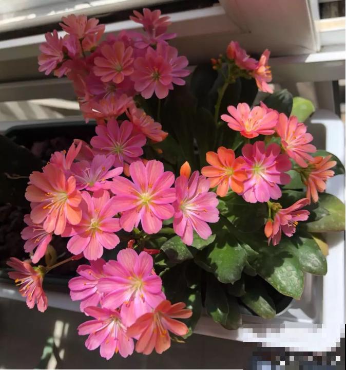 都说多肉开花要剪掉,这种多肉千万别剪,看的就是花! 都说多肉开花要剪掉,这种多肉千万别剪,看的就是花!