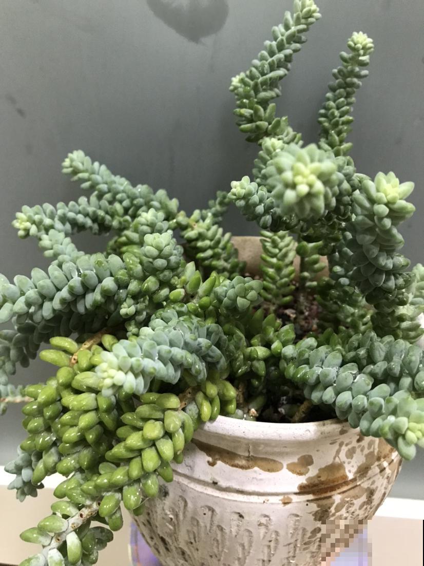 秋天养多肉,超容易爆头,选好品种是关键 秋天养多肉,超容易爆头,选好品种是关键