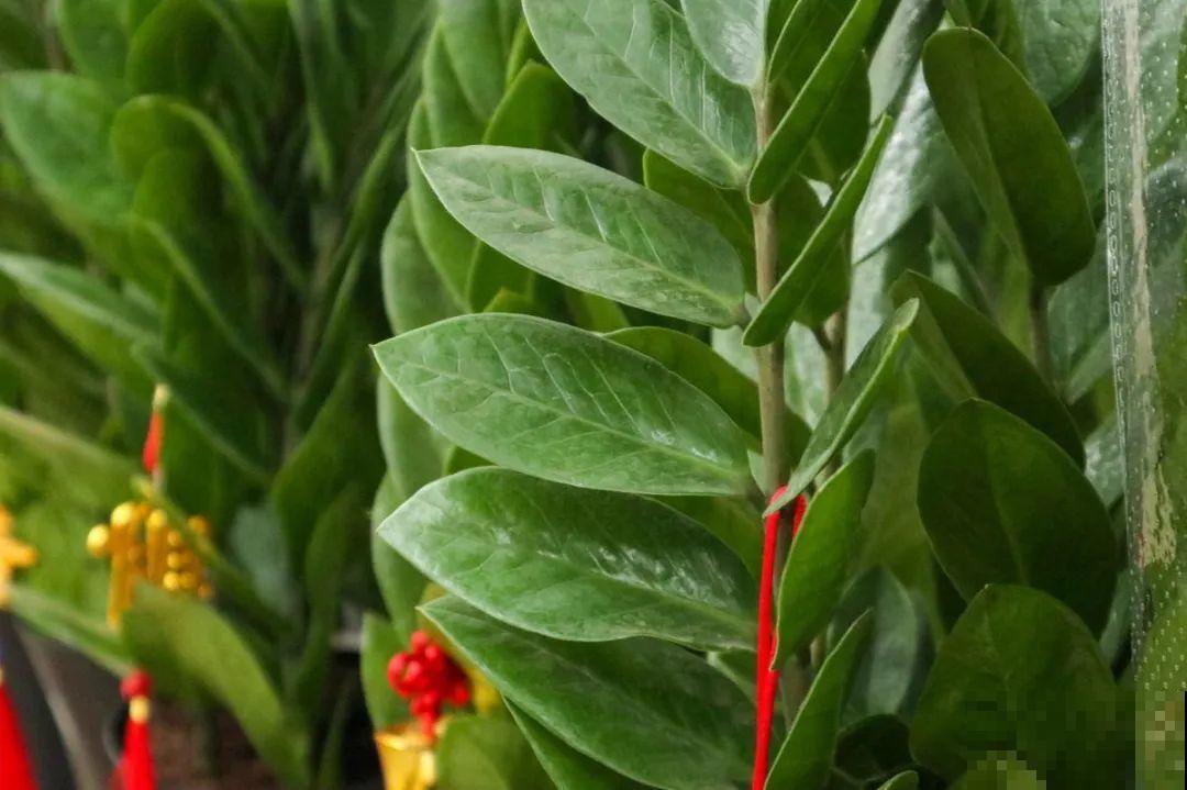 24种植物“净化器”,每个房间养一盆,太值了! 24种植物“净化器”,每个房间养一盆,太值了!