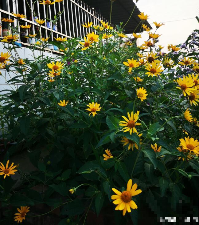 4种花只能北方养，南方种不了，只因温度太高！