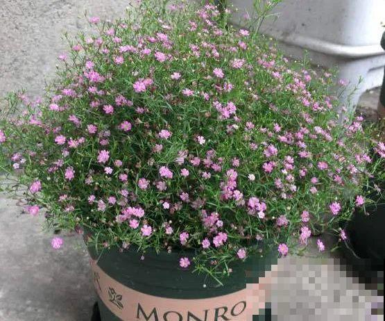 种花赚钱？要是有块地，真的发财了！