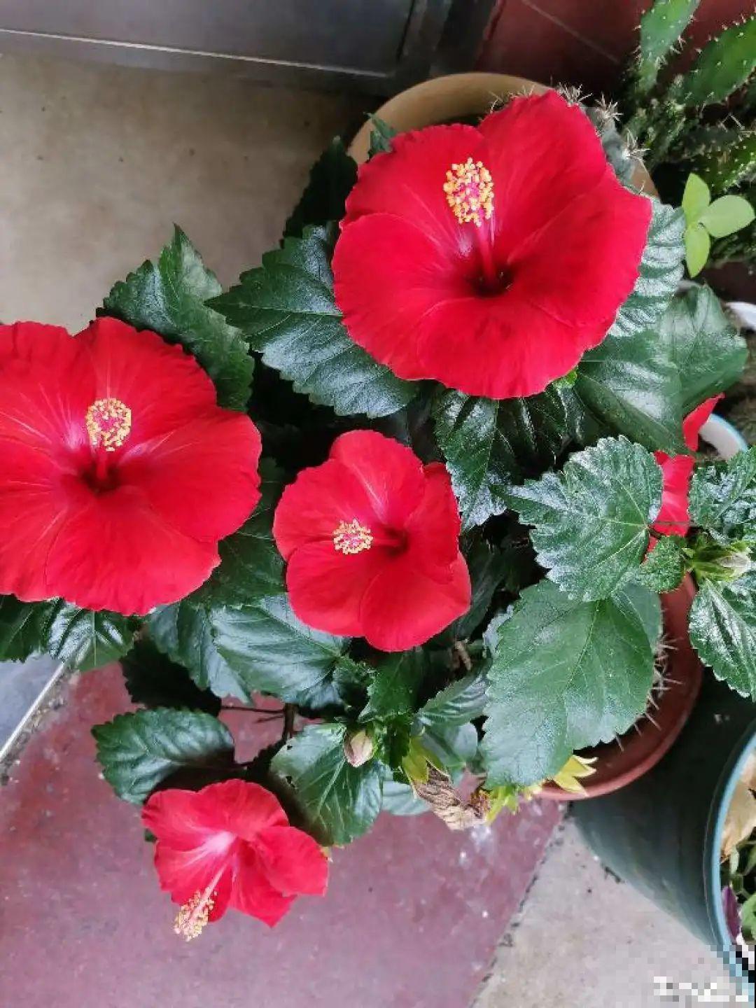 白色蜀葵竟被拦腰折断,说是因为颜色不吉利,真无语! 白色蜀葵竟被拦腰折断,说是因为颜色不吉利,真无语!