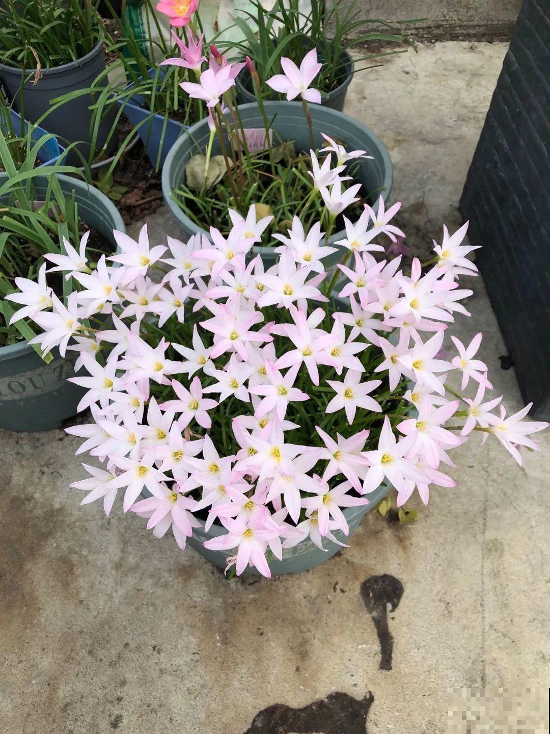 我在公司养300盆花，老板没批评，还帮忙拍照！