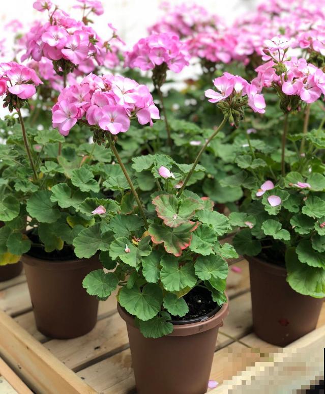 天竺葵出现黄叶，说明养护有问题，看看你是哪里做错了！