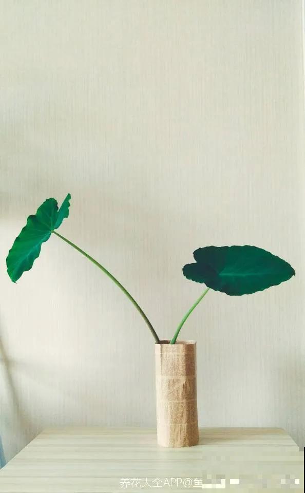 玉米掰一半，泡水里长成绿植，比花还美