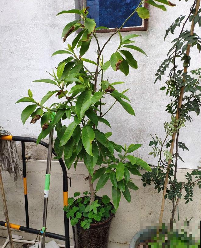 最适合各个地方养的花，快看你的家乡，适合养哪些花！