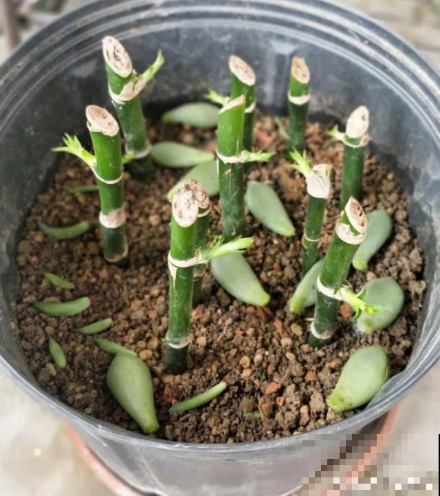 20种花,天凉了赶紧剪,来年开花有多又艳! 20种花,天凉了赶紧剪,来年开花有多又艳!