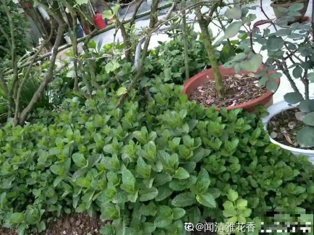 5种花最好别养,根钻得到处都是,砍都砍不尽! 5种花最好别养,根钻得到处都是,砍都砍不尽!