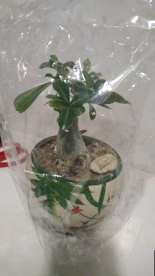 塑料袋可是养花好东西，拿来套花盆，花长得更加油亮