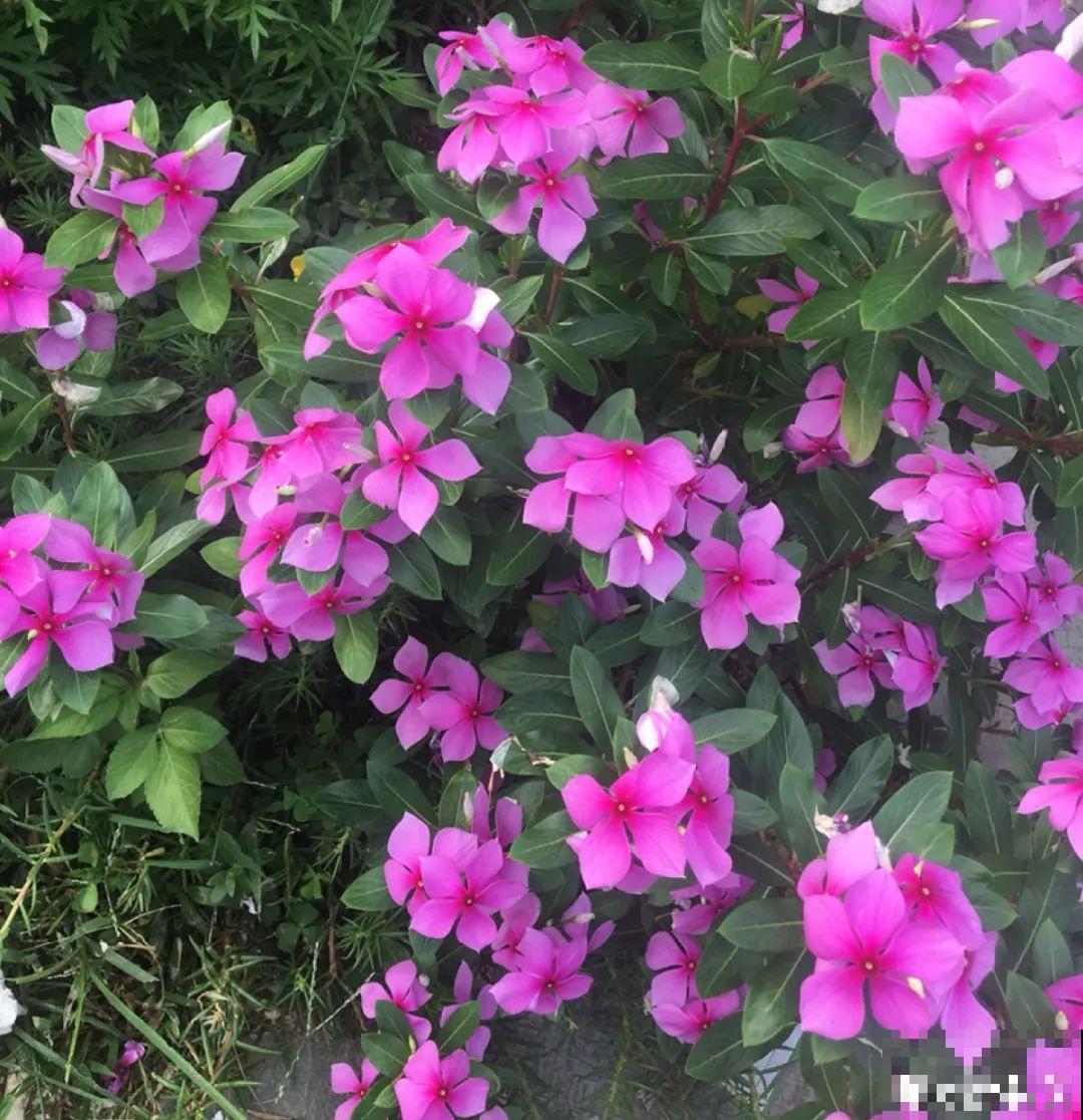 8种花,养小不养老,越老开花越少! 8种花,养小不养老,越老开花越少!