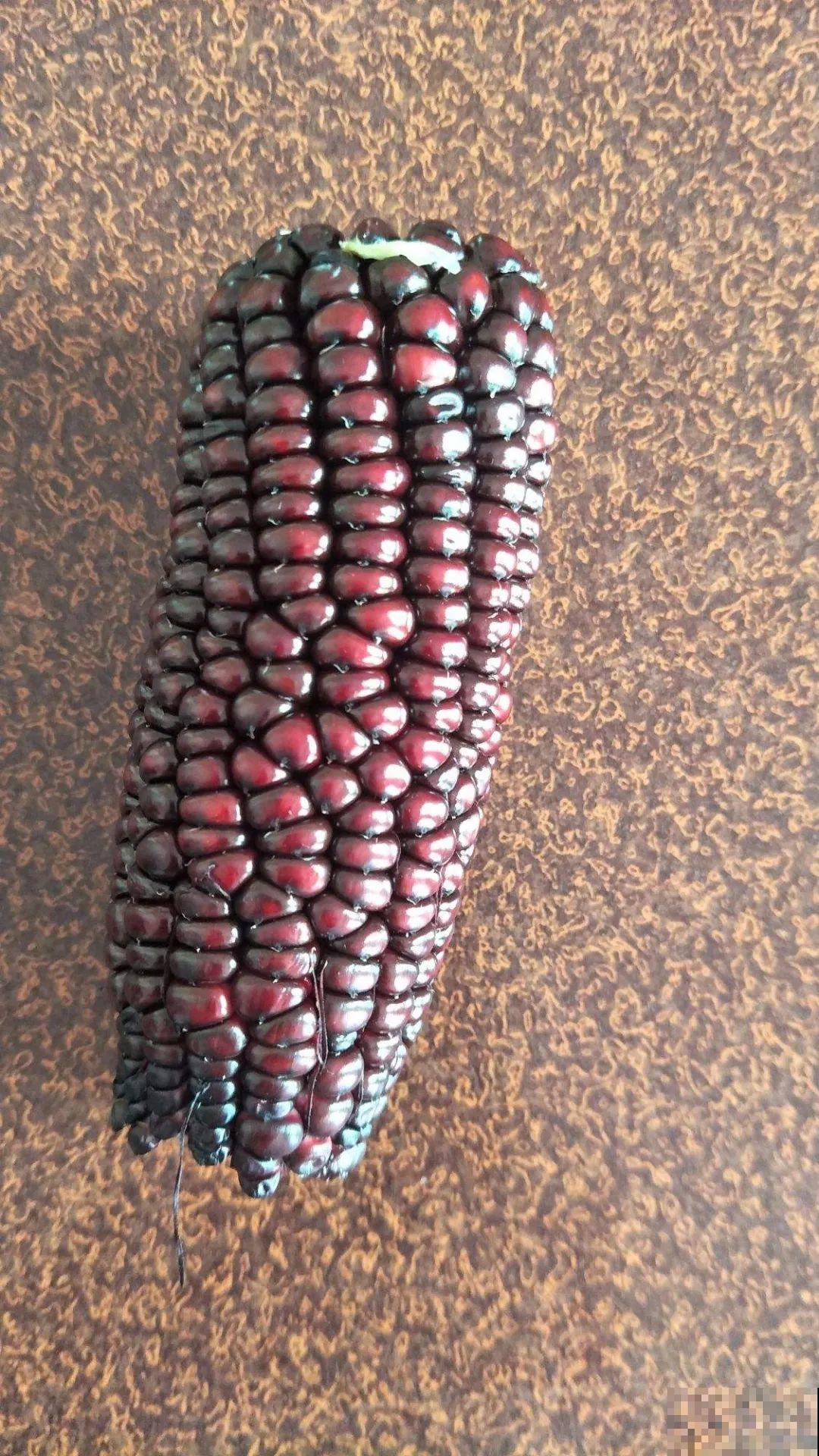 西红柿、玉米……埋土里，7天长成小森林，结出果子一大筐！