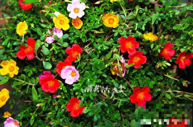 可以自生自长的花，种子掉土里就活，不用管开不停！