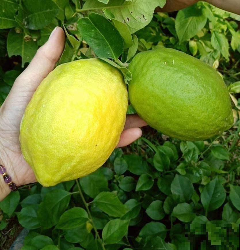 5种水果盆栽,种阳台上就能结果,足不出户吃果子 5种水果盆栽,种阳台上就能结果,足不出户吃果子