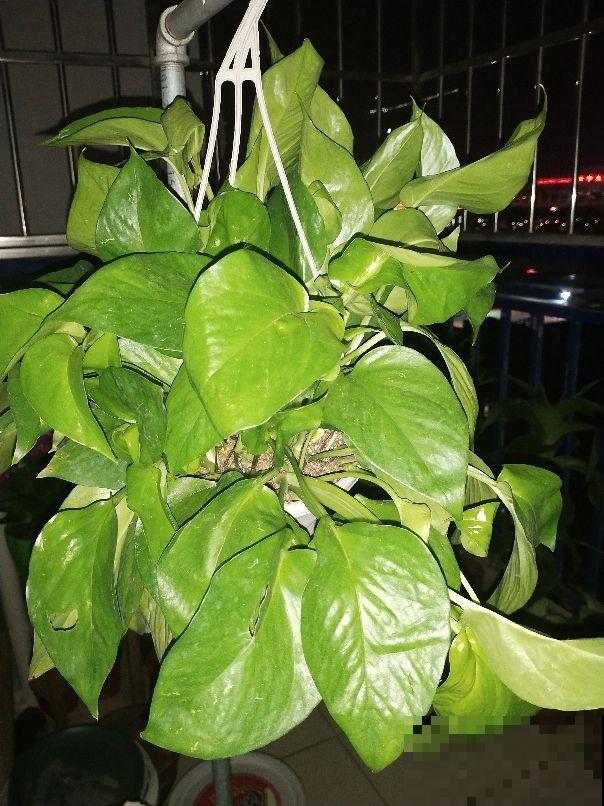 绿萝叶尖滴水珠,脚一踩还黏糊糊,其实是好事! 绿萝叶尖滴水珠,脚一踩还黏糊糊,其实是好事!