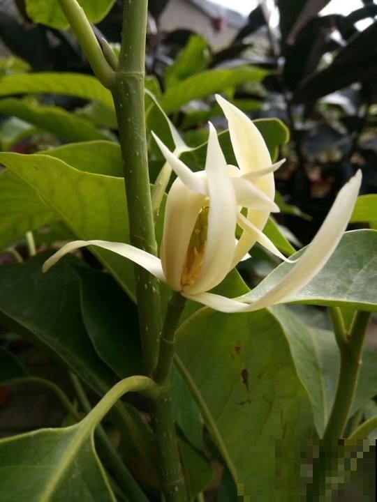 屋里养盆香水花,满屋子香喷喷,还能杀菌消毒 屋里养盆香水花,满屋子香喷喷,还能杀菌消毒