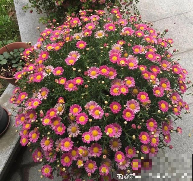 20种花,天凉了赶紧剪,来年开花有多又艳! 20种花,天凉了赶紧剪,来年开花有多又艳!