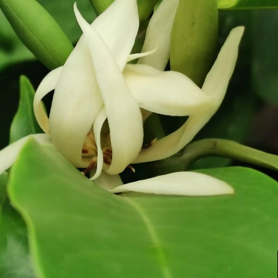 屋里养盆香水花,满屋子香喷喷,还能杀菌消毒 屋里养盆香水花,满屋子香喷喷,还能杀菌消毒