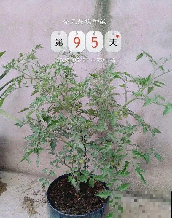 西红柿、玉米……埋土里，7天长成小森林，结出果子一大筐！