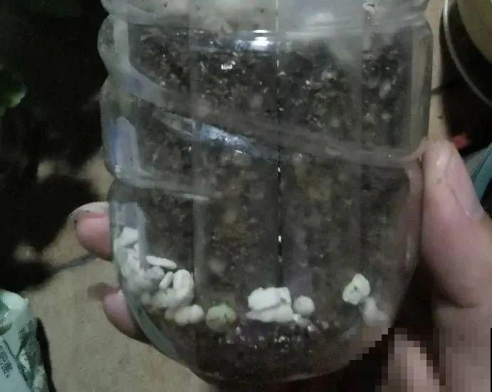 扦插有啥难？1根吸管，插活6盆花，太简单了！