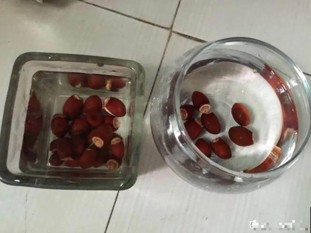 西红柿、玉米……埋土里，7天长成小森林，结出果子一大筐！