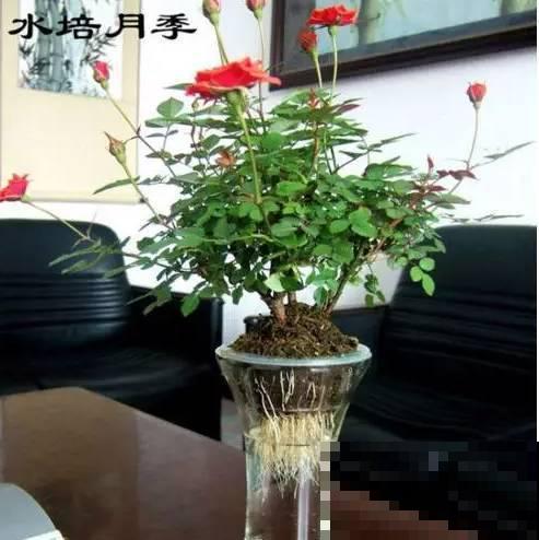 旧筷子、老干妈瓶，都是养花宝贝，做盆浇水都能用！