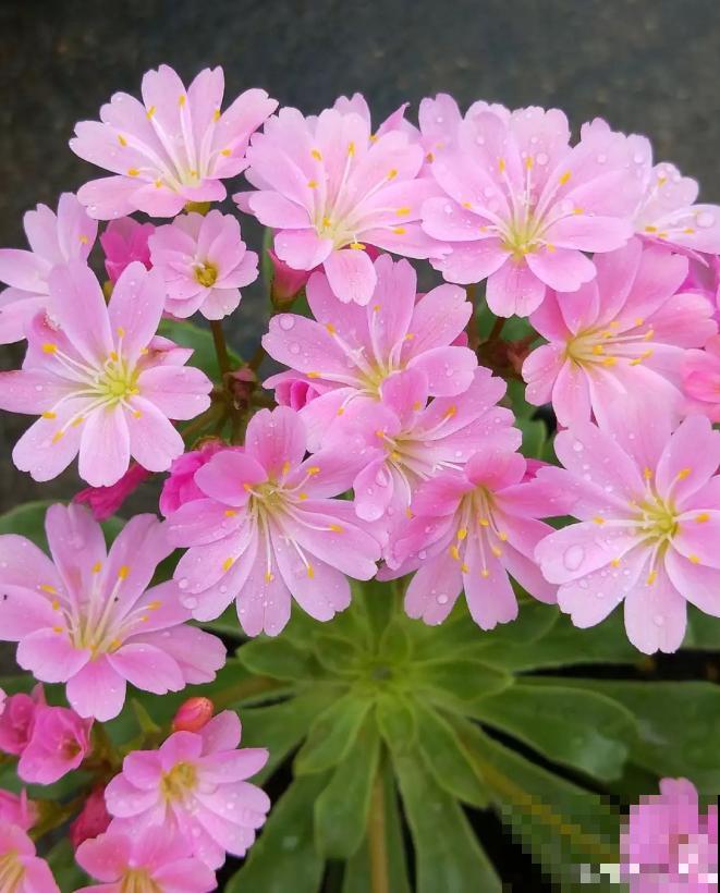 都说多肉开花要剪掉，这种多肉千万别剪，看的就是花！