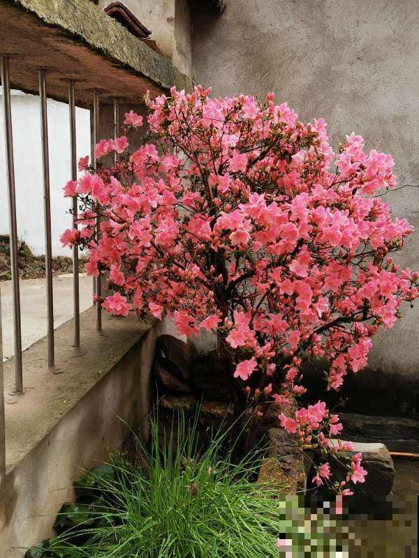 养花在精不在多,一盆精品,胜过10盆普通花! 养花在精不在多,一盆精品,胜过10盆普通花!