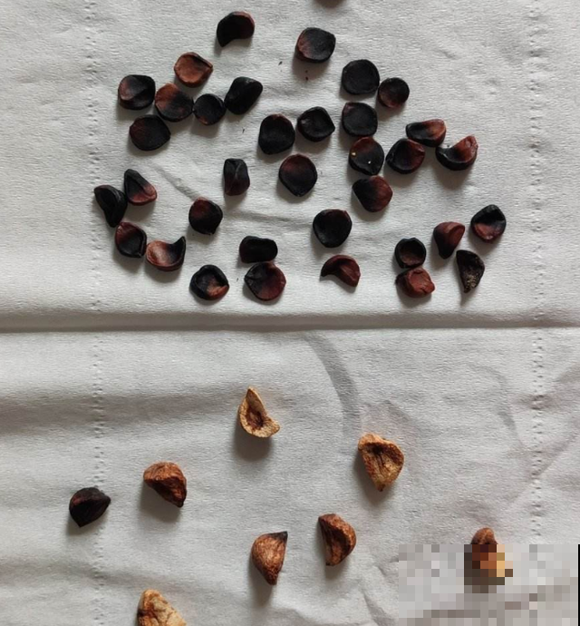 现在是播种最佳时期,种多少活多少,从秋开到春! 现在是播种最佳时期,种多少活多少,从秋开到春!