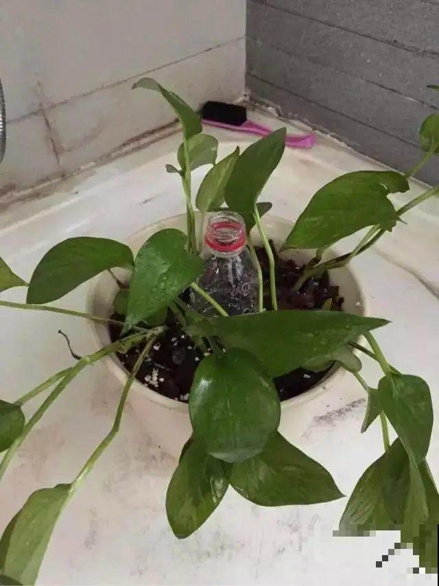 塑料瓶养花真省钱,戳个洞就行,种上吊兰长得超旺 塑料瓶养花真省钱,戳个洞就行,种上吊兰长得超旺
