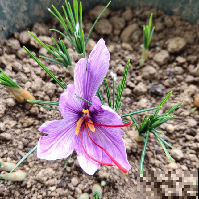比黄金还珍贵的藏红花,其实在家就能种,三个月就开花! 比黄金还珍贵的藏红花,其实在家就能种,三个月就开花!