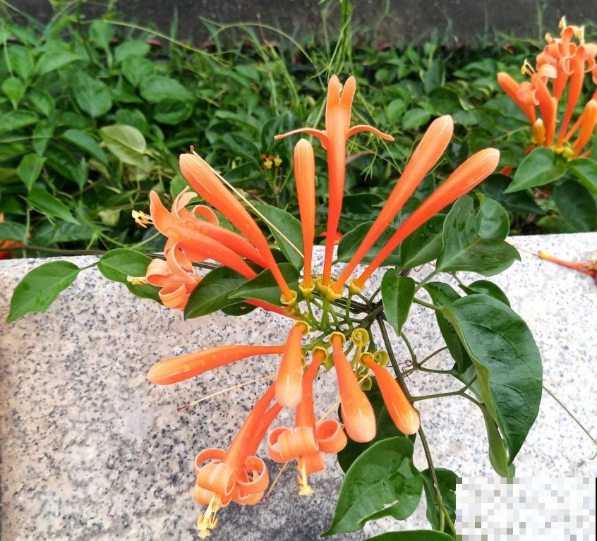 “一点就炸”的炮仗花，爬墙特厉害，想要花墙的来！