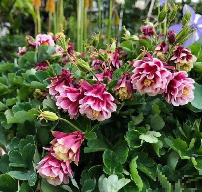 耧斗菜太“乖”,咋养都省心,懒人必备! 耧斗菜太“乖”,咋养都省心,懒人必备!