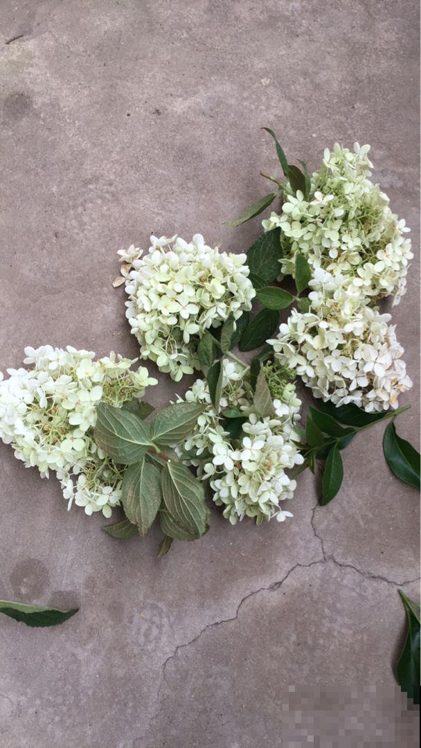 新手养花，牢记5个“坑”，也能把花养爆盆