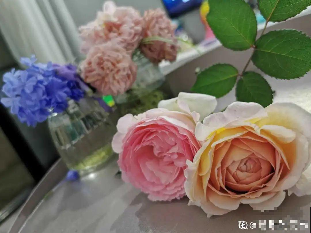 把花剪下来，倒挂几天风干，就能变成永生花！