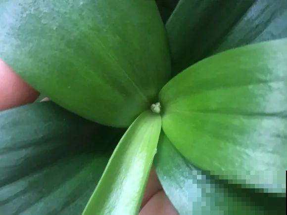 缺肥的7大表现，看清楚，再对症施肥！