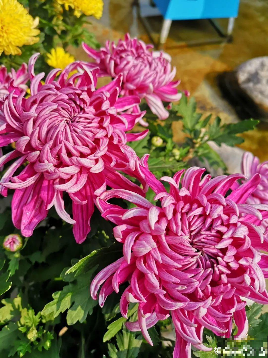 一句诗一种花,根据诗句猜花名,全猜对的是个文化人 一句诗一种花,根据诗句猜花名,全猜对的是个文化人