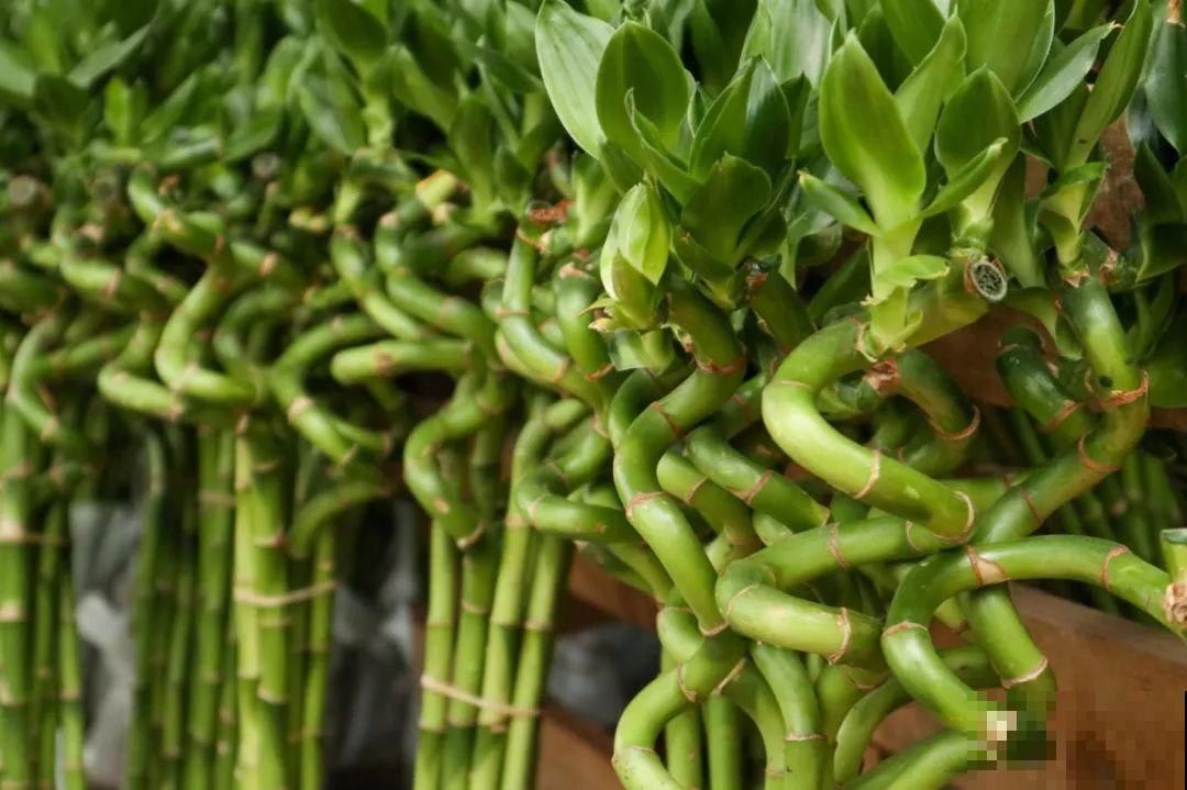 24种植物“净化器”,每个房间养一盆,太值了! 24种植物“净化器”,每个房间养一盆,太值了!