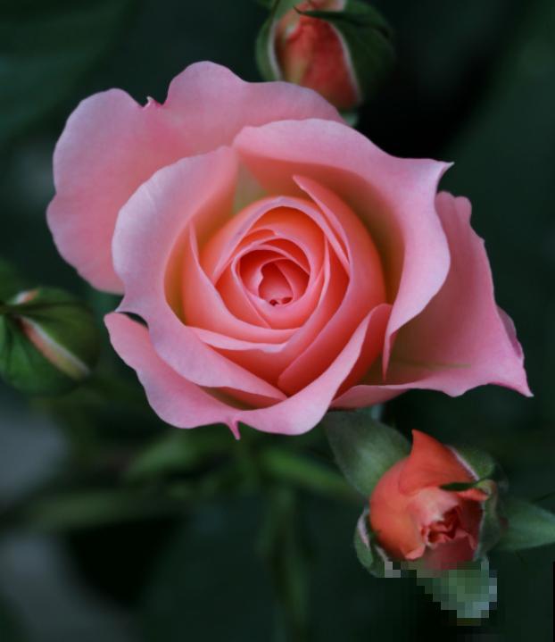 永远系列月季,个个都是经典品种,养一次就上瘾! 永远系列月季,个个都是经典品种,养一次就上瘾!