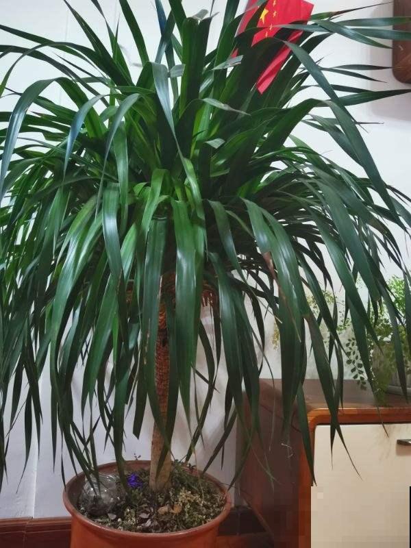 适合闷热初秋的6种花，养一盆绿油油，看着心情也好