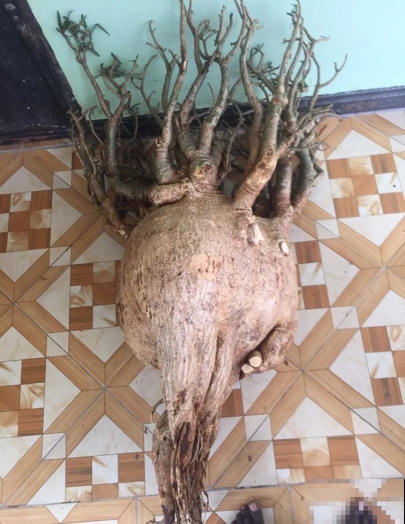 沙漠玫瑰太能长，足足100斤，1个人差点搬不动！