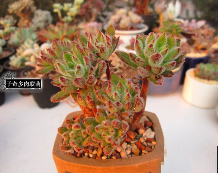 天生长毛的多肉，叶子毛绒绒，比玩具熊还可爱