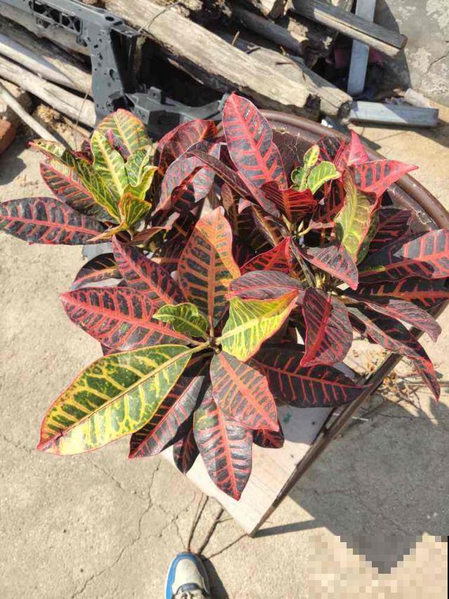 家里有老人,7种花别养在家,对身体不好 家里有老人,7种花别养在家,对身体不好