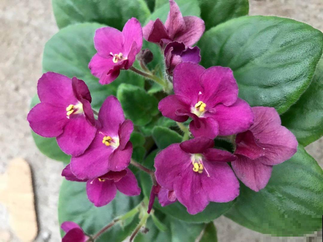 绿萝养腻了,换成非洲紫罗兰,1年有10个月花期! 绿萝养腻了,换成非洲紫罗兰,1年有10个月花期!