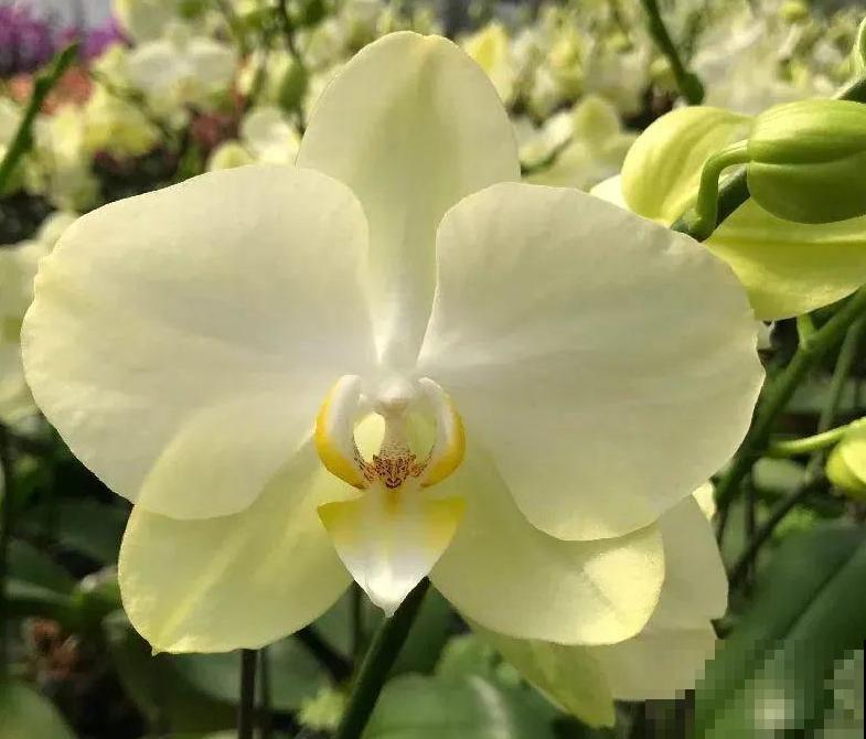 今年最火网红花，一次能开4个月，枝条挂满花蝴蝶！