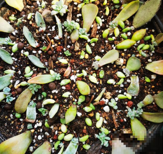 多肉叶插方法详解,一片叶子,就能让你变大户! 多肉叶插方法详解,一片叶子,就能让你变大户!