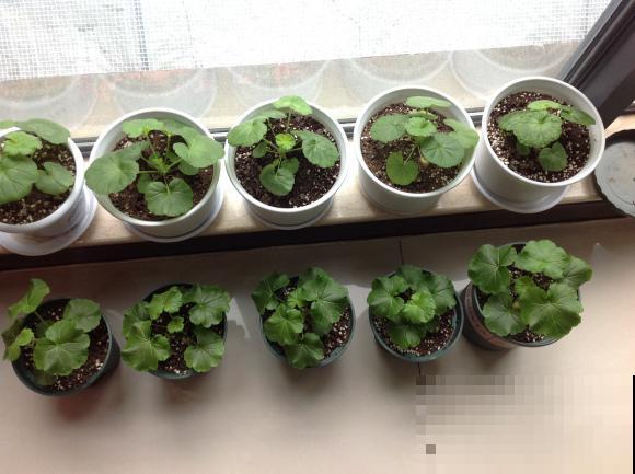 9月是最佳播种期,天竺葵从播种到开花,详细经验来啦! 9月是最佳播种期,天竺葵从播种到开花,详细经验来啦!